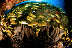 Fish Bowl :) by Allen Walker 